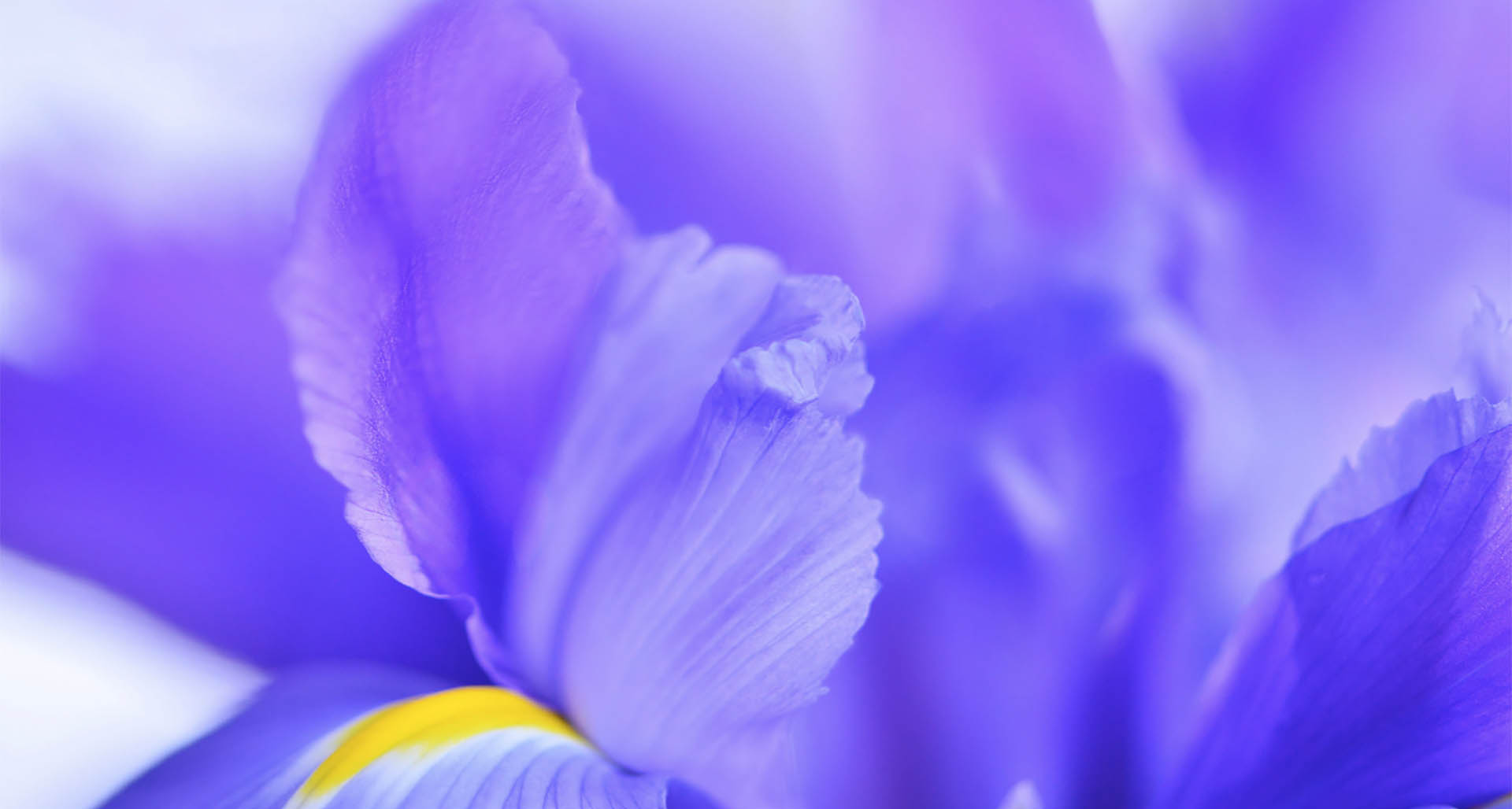 Closeup